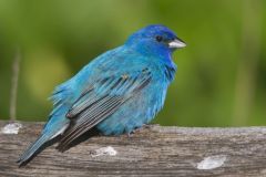 Indigo Bunting, Passerina cyanea