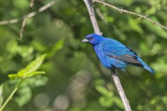 Indigo Bunting, Passerina cyanea