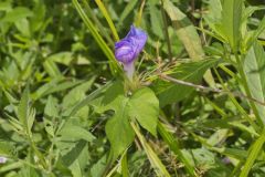 Ivy-leaved Morning-glory, Ipomoea hederacea