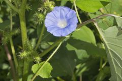 Ivy-leaved Morning-glory, Ipomoea hederacea