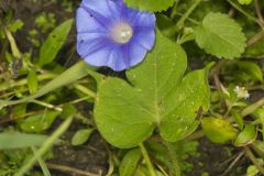 Ivy-leaved Morning-glory, Ipomoea hederacea