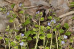 Ivy-leaved Speedwell, Veronica hederifolia