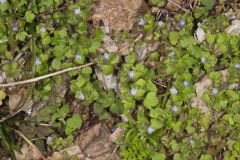 Ivy-leaved Speedwell, Veronica hederifolia