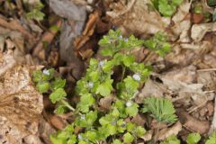 Ivy-leaved Speedwell, Veronica hederifolia