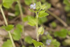 Ivy-leaved Speedwell, Veronica hederifolia