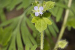 Ivy-leaved Speedwell, Veronica hederifolia