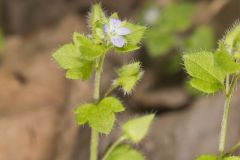 Ivy-leaved Speedwell, Veronica hederifolia