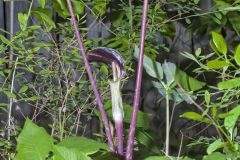 Jack-in-the-Pulpit, Arisaema triphyllum