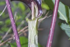 Jack-in-the-Pulpit, Arisaema triphyllum