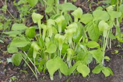 Jack-in-the-Pulpit, Arisaema triphyllum