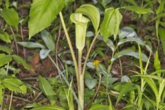 Jack-in-the-Pulpit, Arisaema triphyllum