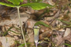 Jack-in-the-Pulpit, Arisaema triphyllum