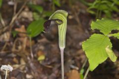 Jack-in-the-Pulpit, Arisaema triphyllum