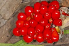 Jack-in-the-Pulpit, Arisaema triphyllum