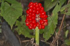 Jack-in-the-Pulpit, Arisaema triphyllum