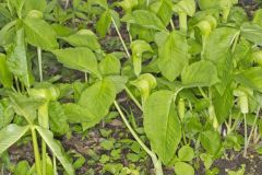 Jack-in-the-Pulpit, Arisaema triphyllum