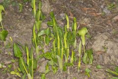 Jack-in-the-Pulpit, Arisaema triphyllum