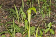 Jack-in-the-Pulpit, Arisaema triphyllum