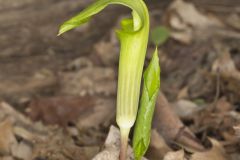 Jack-in-the-Pulpit, Arisaema triphyllum