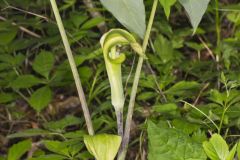 Jack-in-the-Pulpit, Arisaema triphyllum