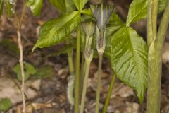 Jack-in-the-Pulpit, Arisaema triphyllum