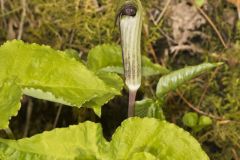 Jack-in-the-Pulpit, Arisaema triphyllum