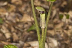 Jack-in-the-Pulpit, Arisaema triphyllum