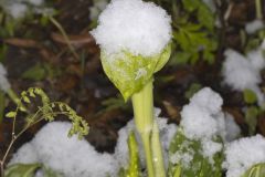 Jack-in-the-Pulpit, Arisaema triphyllum