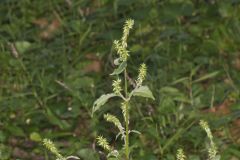 Japanese Chaff Flower, Achyranthes japonica