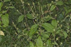 Japanese Chaff Flower, Achyranthes japonica