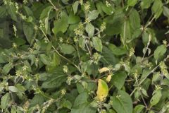 Japanese Chaff Flower, Achyranthes japonica