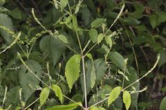 Japanese Chaff Flower, Achyranthes japonica