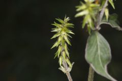 Japanese Chaff Flower, Achyranthes japonica