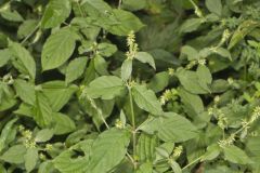 Japanese Chaff Flower, Achyranthes japonica