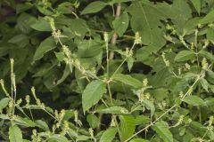 Japanese Chaff Flower, Achyranthes japonica