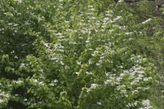 Japanese Snowball, Viburnum plicatum