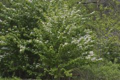 Japanese Snowball, Viburnum plicatum