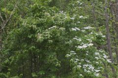 Japanese Snowball, Viburnum plicatum