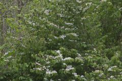 Japanese Snowball, Viburnum plicatum