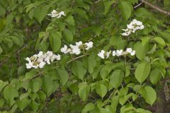 Japanese Snowball, Viburnum plicatum