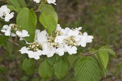 Japanese Snowball, Viburnum plicatum