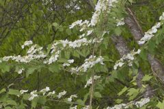 Japanese Snowball, Viburnum plicatum