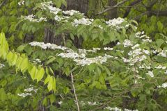 Japanese Snowball, Viburnum plicatum