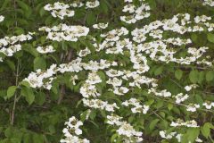 Japanese Snowball, Viburnum plicatum