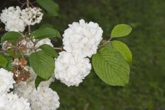 Japanese Snowball, Viburnum plicatum