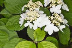 Japanese Snowball, Viburnum plicatum