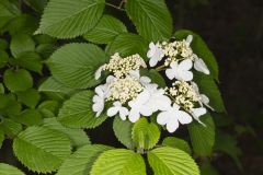 Japanese Snowball, Viburnum plicatum