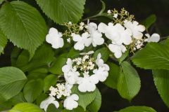 Japanese Snowball, Viburnum plicatum