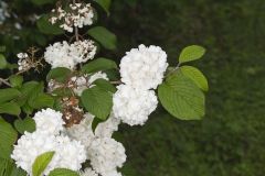 Japanese Snowball, Viburnum plicatum