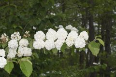 Japanese Snowball, Viburnum plicatum